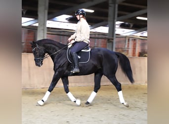 Caballo de deporte irlandés Mestizo, Caballo castrado, 7 años, 160 cm, Negro