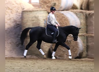 Caballo de deporte irlandés Mestizo, Caballo castrado, 7 años, 160 cm, Negro