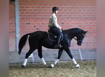 Caballo de deporte irlandés Mestizo, Caballo castrado, 7 años, 160 cm, Negro
