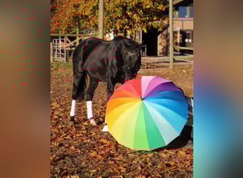 Caballo de deporte irlandés Mestizo, Caballo castrado, 7 años, 160 cm, Negro
