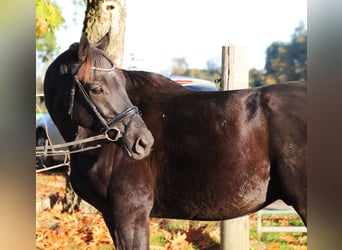 Caballo de deporte irlandés Mestizo, Caballo castrado, 7 años, 160 cm, Negro