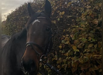 Caballo de deporte irlandés, Caballo castrado, 7 años, 162 cm, Morcillo