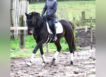 Caballo de deporte irlandés Mestizo, Caballo castrado, 7 años, 162 cm, Morcillo