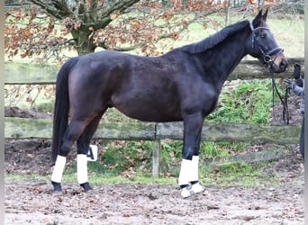 Caballo de deporte irlandés Mestizo, Caballo castrado, 7 años, 162 cm, Morcillo