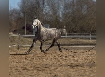 Caballo de deporte irlandés, Caballo castrado, 7 años, 162 cm, Tordo rodado