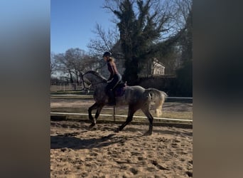 Caballo de deporte irlandés, Caballo castrado, 7 años, 162 cm, Tordo rodado