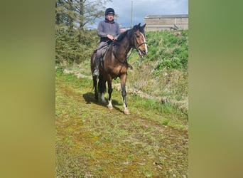 Caballo de deporte irlandés, Caballo castrado, 7 años, 163 cm, Castaño rojizo
