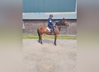 Caballo de deporte irlandés, Caballo castrado, 7 años, 163 cm, Castaño rojizo