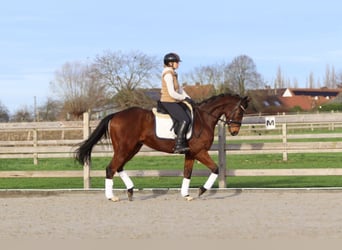 Caballo de deporte irlandés, Caballo castrado, 7 años, 164 cm, Castaño