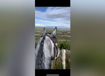 Caballo de deporte irlandés, Caballo castrado, 7 años, 164 cm, Tordo