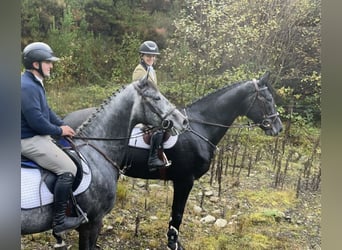 Caballo de deporte irlandés, Caballo castrado, 7 años, 164 cm, Tordo