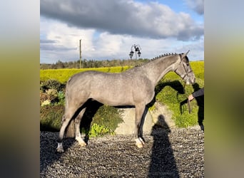 Caballo de deporte irlandés, Caballo castrado, 7 años, 164 cm, Tordo