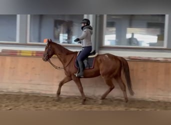 Caballo de deporte irlandés, Caballo castrado, 7 años, 165 cm, Alazán