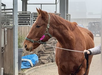 Caballo de deporte irlandés, Caballo castrado, 7 años, 165 cm, Alazán