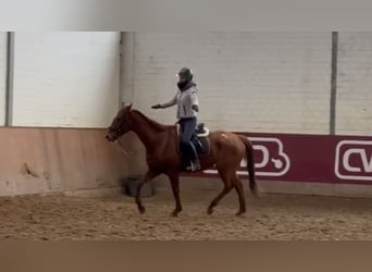 Caballo de deporte irlandés, Caballo castrado, 7 años, 165 cm, Alazán