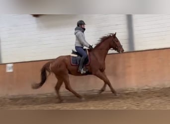 Caballo de deporte irlandés, Caballo castrado, 7 años, 165 cm, Alazán