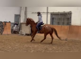 Caballo de deporte irlandés, Caballo castrado, 7 años, 165 cm, Alazán