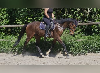 Caballo de deporte irlandés, Caballo castrado, 7 años, 165 cm, Castaño