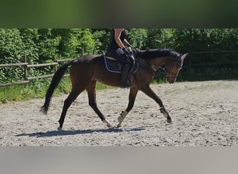 Caballo de deporte irlandés, Caballo castrado, 7 años, 165 cm, Castaño