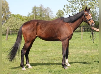 Caballo de deporte irlandés, Caballo castrado, 7 años, 165 cm, Castaño