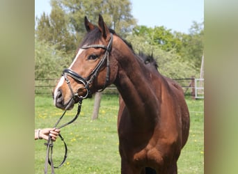 Caballo de deporte irlandés, Caballo castrado, 7 años, 165 cm, Castaño