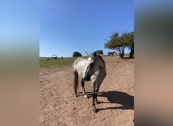 Caballo de deporte irlandés, Caballo castrado, 7 años, 165 cm, Tordo rodado