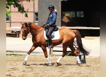 Caballo de deporte irlandés Mestizo, Caballo castrado, 7 años, 166 cm, Alazán
