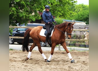 Caballo de deporte irlandés Mestizo, Caballo castrado, 7 años, 166 cm, Alazán