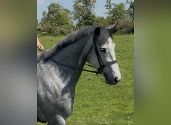 Caballo de deporte irlandés, Caballo castrado, 7 años, 166 cm, Tordo rodado