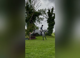 Caballo de deporte irlandés, Caballo castrado, 7 años, 166 cm, Tordo rodado