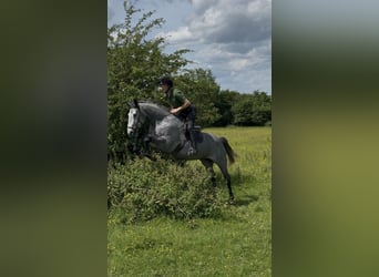 Caballo de deporte irlandés, Caballo castrado, 7 años, 166 cm, Tordo rodado