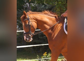 Caballo de deporte irlandés, Caballo castrado, 7 años, 167 cm, Alazán