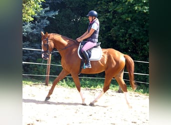 Caballo de deporte irlandés, Caballo castrado, 7 años, 167 cm, Alazán