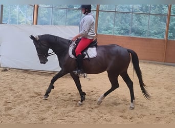 Caballo de deporte irlandés, Caballo castrado, 7 años, 167 cm, Castaño