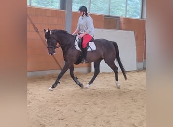 Caballo de deporte irlandés, Caballo castrado, 7 años, 167 cm, Castaño