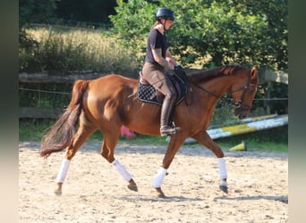 Caballo de deporte irlandés Mestizo, Caballo castrado, 7 años, 168 cm, Alazán