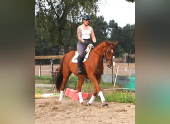 Caballo de deporte irlandés Mestizo, Caballo castrado, 7 años, 168 cm, Alazán