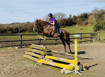 Caballo de deporte irlandés, Caballo castrado, 7 años, 168 cm, Alazán-tostado