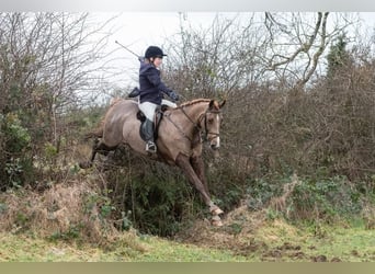 Caballo de deporte irlandés, Caballo castrado, 7 años, 168 cm, Alazán-tostado