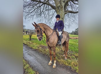 Caballo de deporte irlandés, Caballo castrado, 7 años, 168 cm, Alazán-tostado