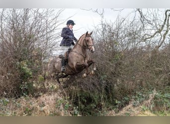 Caballo de deporte irlandés, Caballo castrado, 7 años, 168 cm, Alazán-tostado