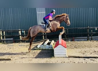 Caballo de deporte irlandés, Caballo castrado, 7 años, 168 cm, Alazán-tostado