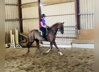 Caballo de deporte irlandés, Caballo castrado, 7 años, 168 cm, Alazán-tostado