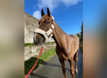 Caballo de deporte irlandés, Caballo castrado, 7 años, 168 cm, Alazán-tostado