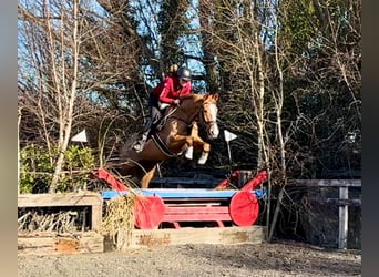 Caballo de deporte irlandés, Caballo castrado, 7 años, 168 cm, Alazán-tostado