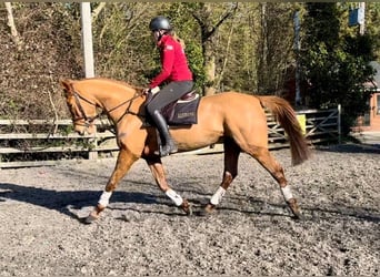 Caballo de deporte irlandés, Caballo castrado, 7 años, 168 cm, Alazán-tostado