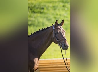 Caballo de deporte irlandés, Caballo castrado, 7 años, 168 cm, Castaño oscuro