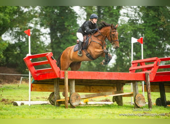 Caballo de deporte irlandés, Caballo castrado, 7 años, 168 cm, Castaño rojizo