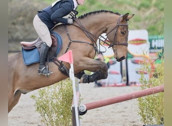 Caballo de deporte irlandés, Caballo castrado, 7 años, 168 cm, Castaño rojizo