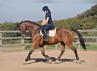 Caballo de deporte irlandés, Caballo castrado, 7 años, 168 cm, Castaño rojizo